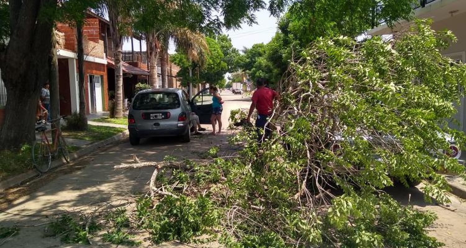 La rama de un árbol podrido cayó sobre dos autos