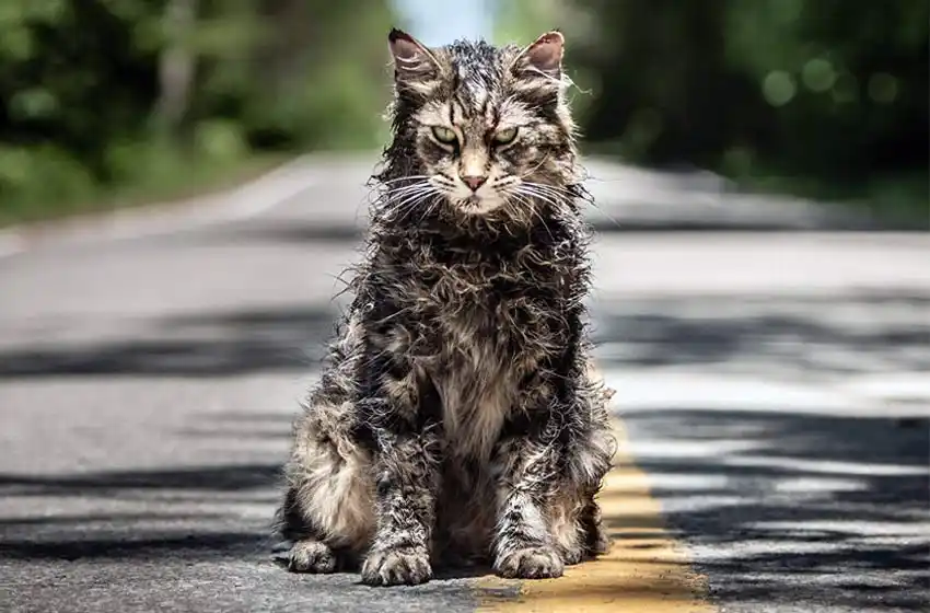 Cementerio de Animales muestra su primer tráiler oficial