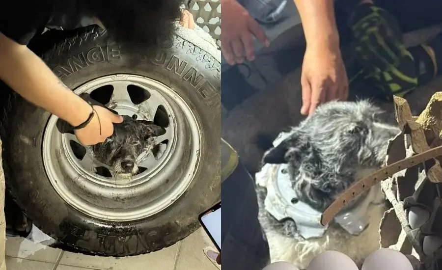 Un perro atoró su cabeza en una llanta y tuvo que ser rescatado en Villa Gobernador Gálvez