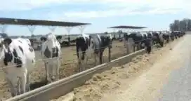 Productores sostienen que el problema estructural del sector tambero aún no está resuelto