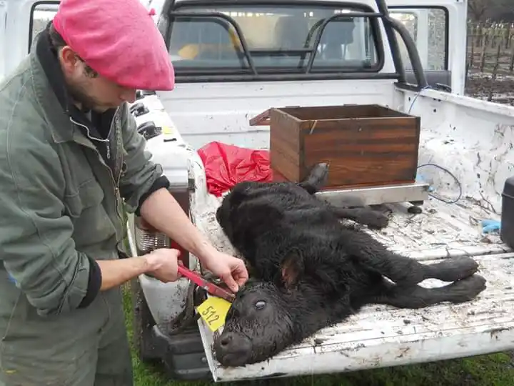 El "Uber rural", la iniciativa que surgió desde Tandil para atender urgencias veterinarias