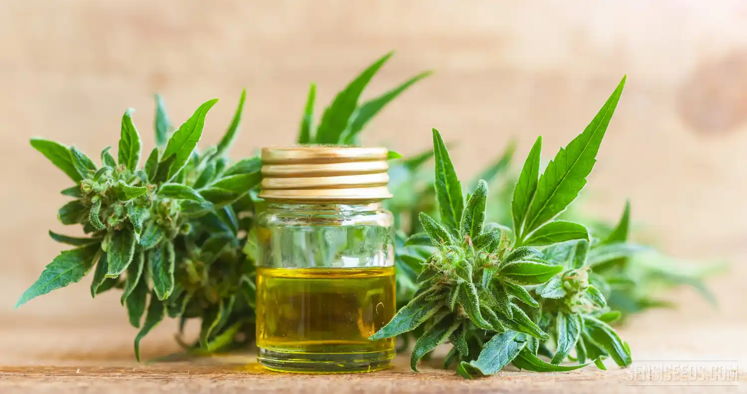 Aprueban uso de Cannabis medicinal en Coronel Rosales