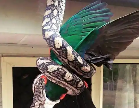 Impactante momento en que una pitón devora a un papagayo