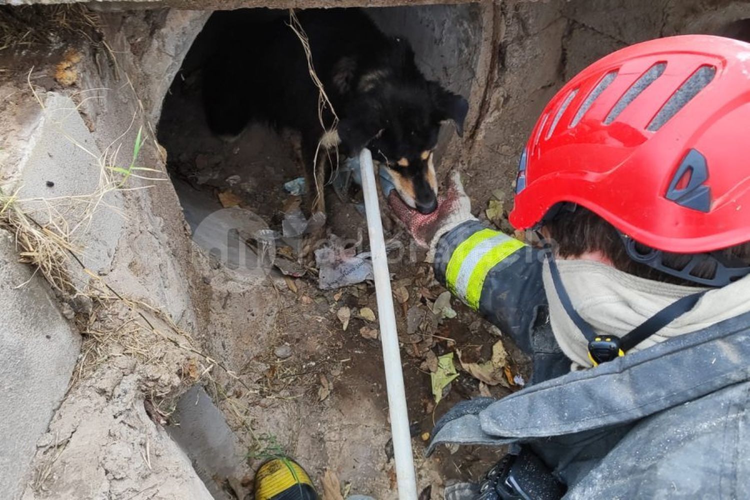 Un perrito quedó atrapado en una boca de tormenta y fue rescatado por los Bomberos