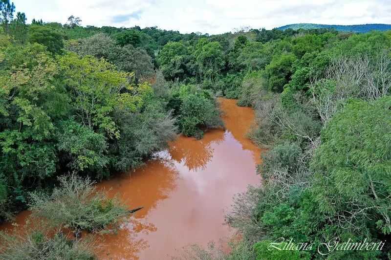 RSE: Allianz dona metros cuadrados de selva misionera a la Fundación Banco de Bosques