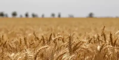 Campaña histórica: el trigo argentino podría producir 24,5 millones de toneladas