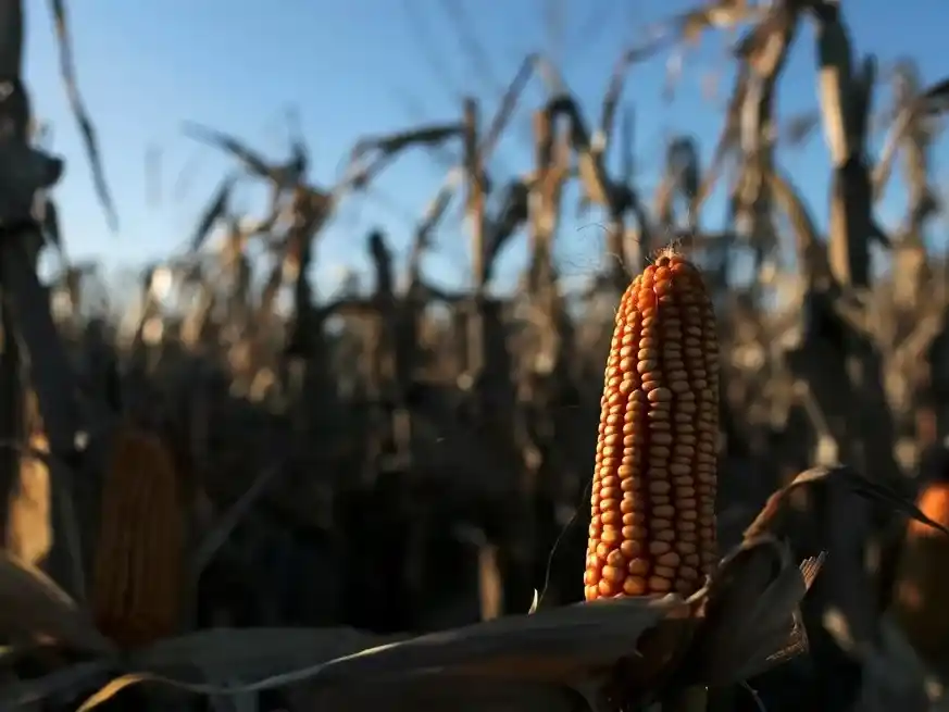 Primeros datos de la campaña: el maíz temprano rinde en promedio 100 quintales en la región núcleo.