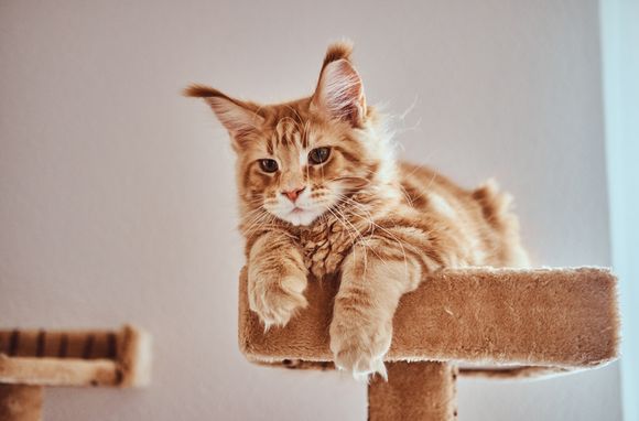 ¿Cómo prepararse para la llegada de un gato al hogar?