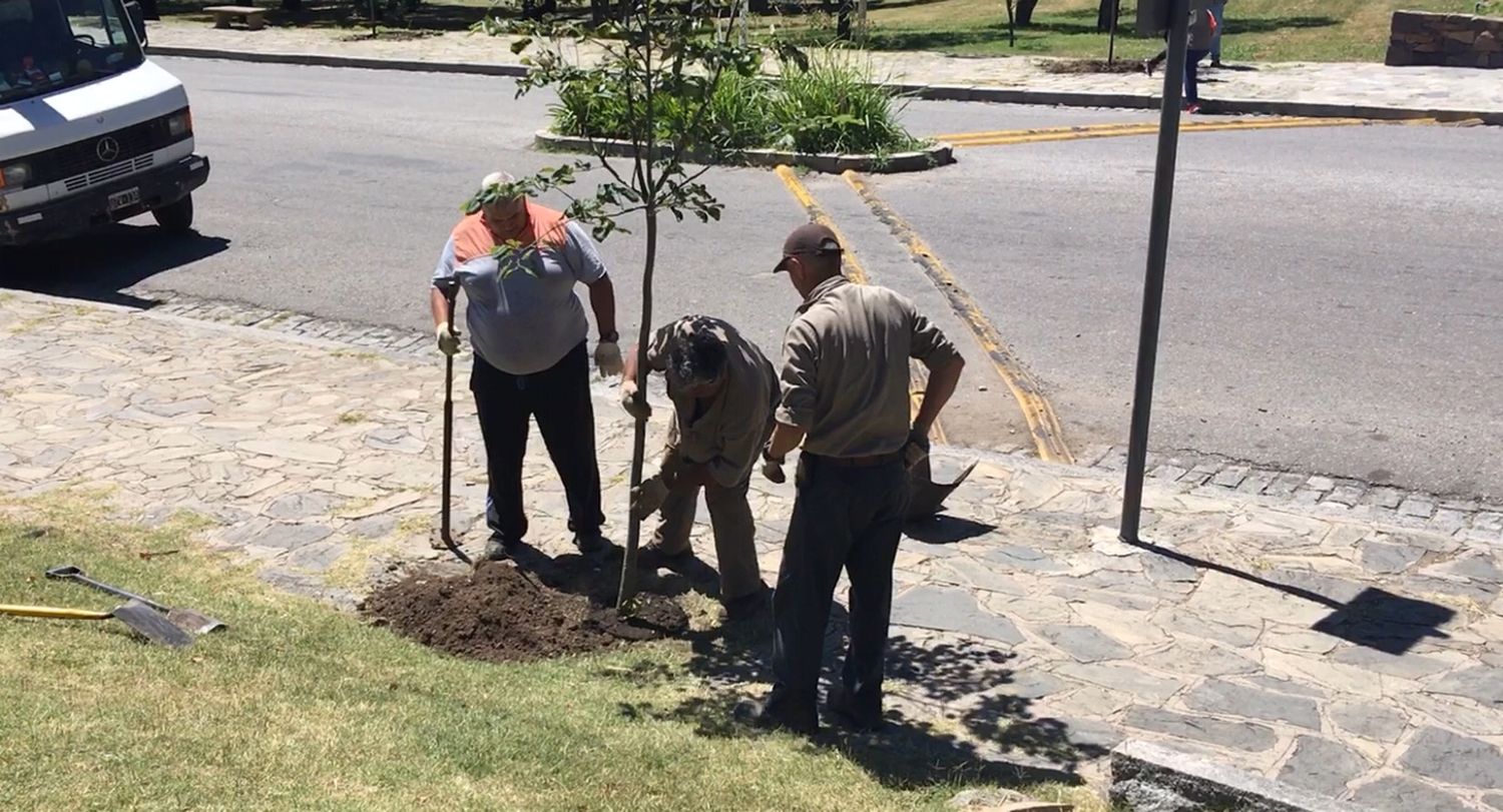 El Municipio continúa con la forestación y se plantaron nuevos árboles sobre la diagonal Illia