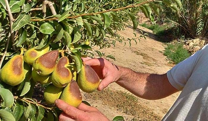 �STenemos una disminución de fruta por el quemado debido  a las altas temperaturas⬝