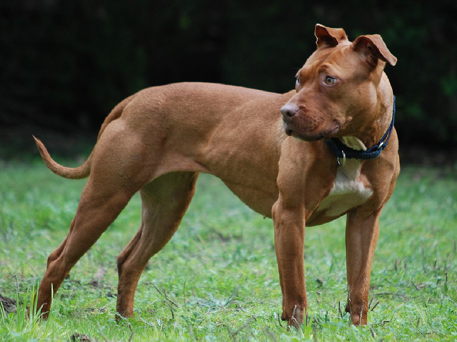 El perro pitbull de un funcionario atacó a ocho vecinos en Morón