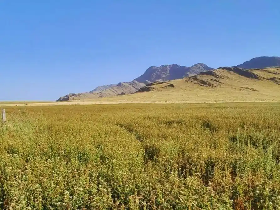 Destacan el rol central de la ganadería con pastoreo planificado para recomponer funciones ecológicas degradadas en los paisajes rurales