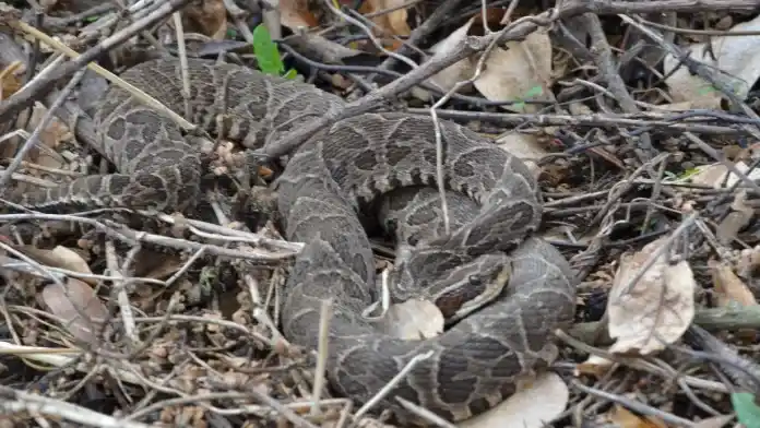 Un pescador entrerriano fue hospitalizado tras ser mordido por una yarará de dos metros