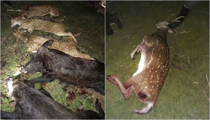 Matanza de ciervos en Madariaga: Inician causa por violación a la ley de fauna