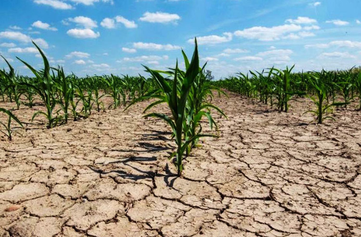 Sequía: prorrogan la Emergencia Agropecuaria en Santa Fe para todas las producciones