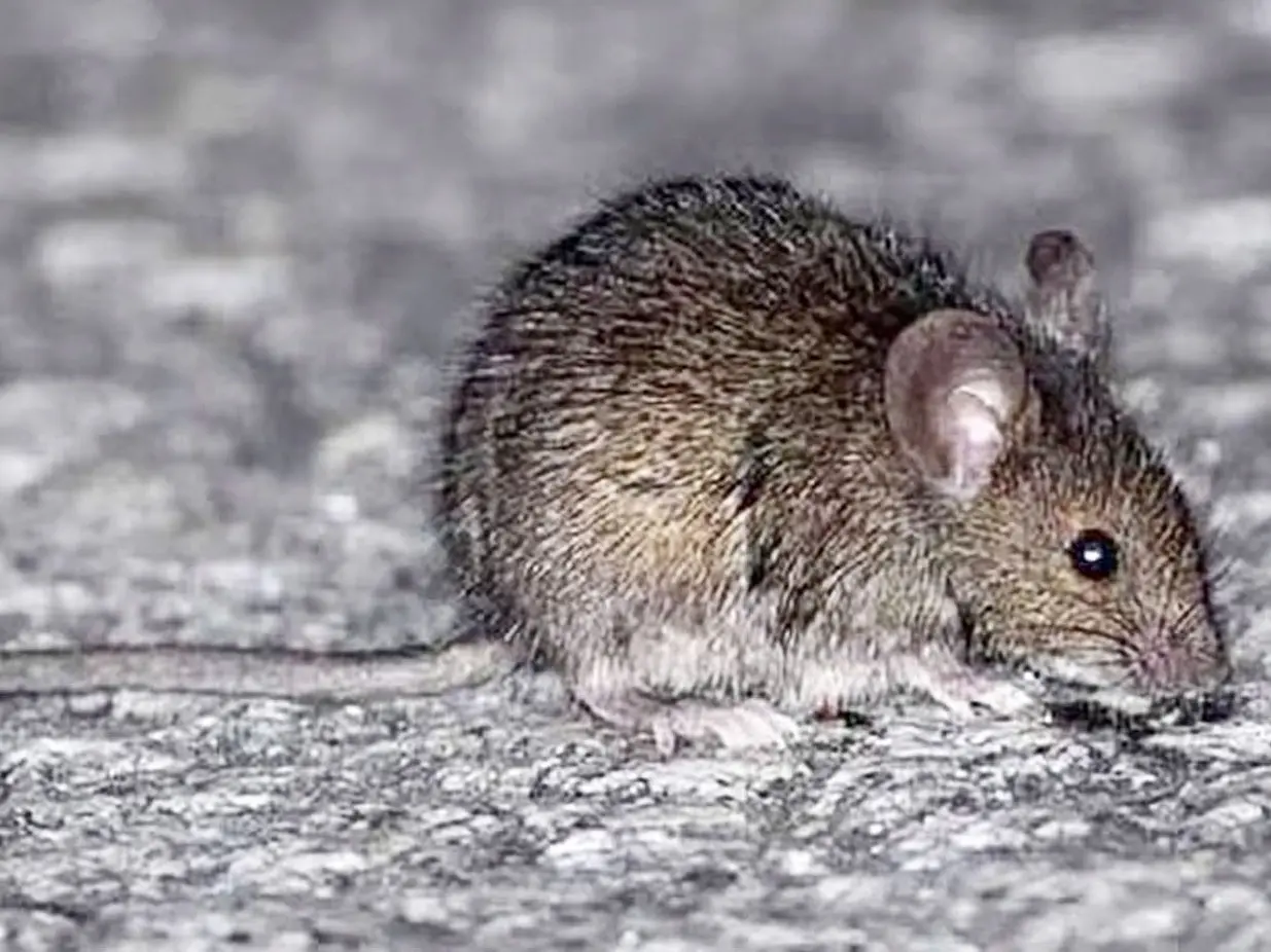 Bromatología emitió recomendaciones para prevenir el Hantavirus