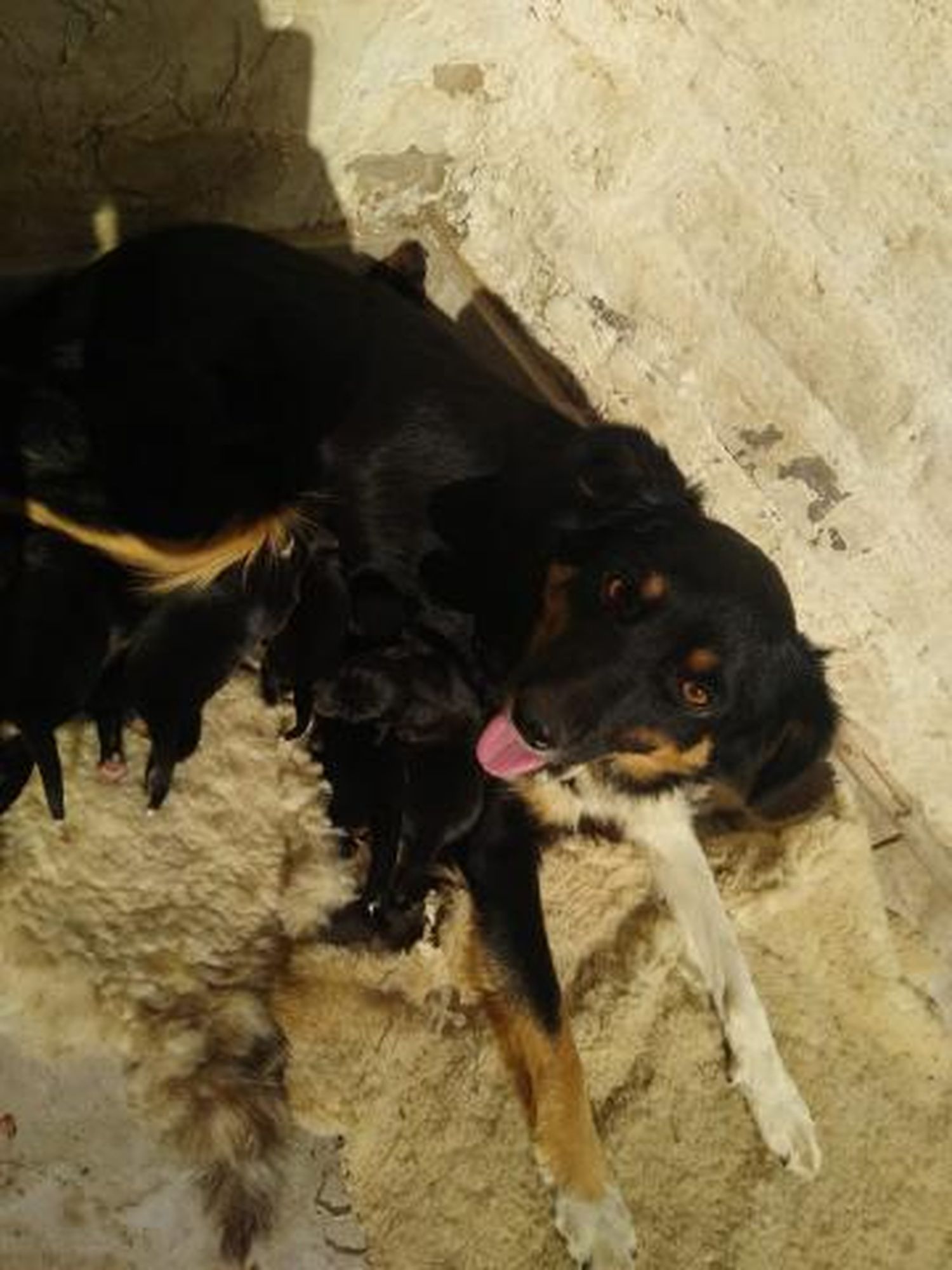 Denuncia por maltrato y abandono animal en Gualeguay