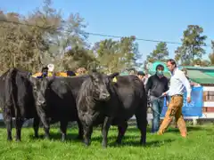 La Cabaña "La Libertad" de LA CONCHERA S.A. obtuvo el Lote Gran Campeón Hembra P.C.