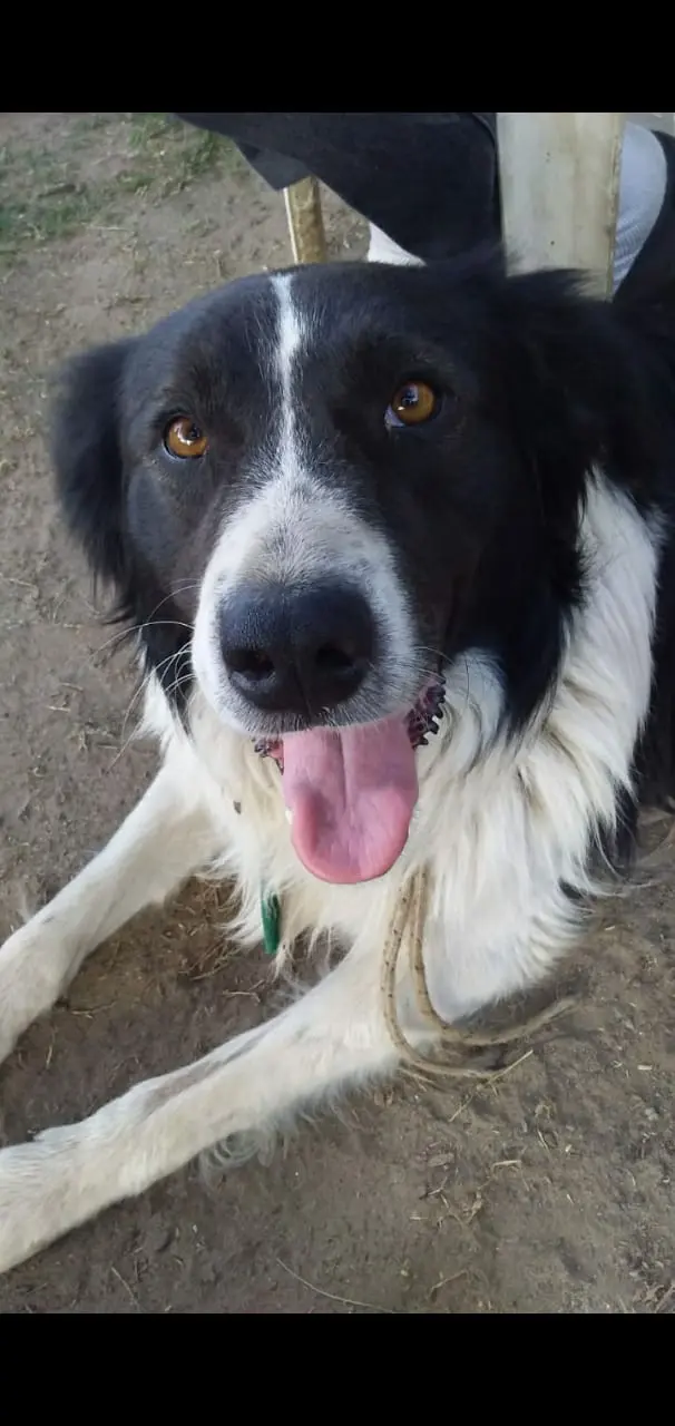 Buscan a “Oso” #Solucionado