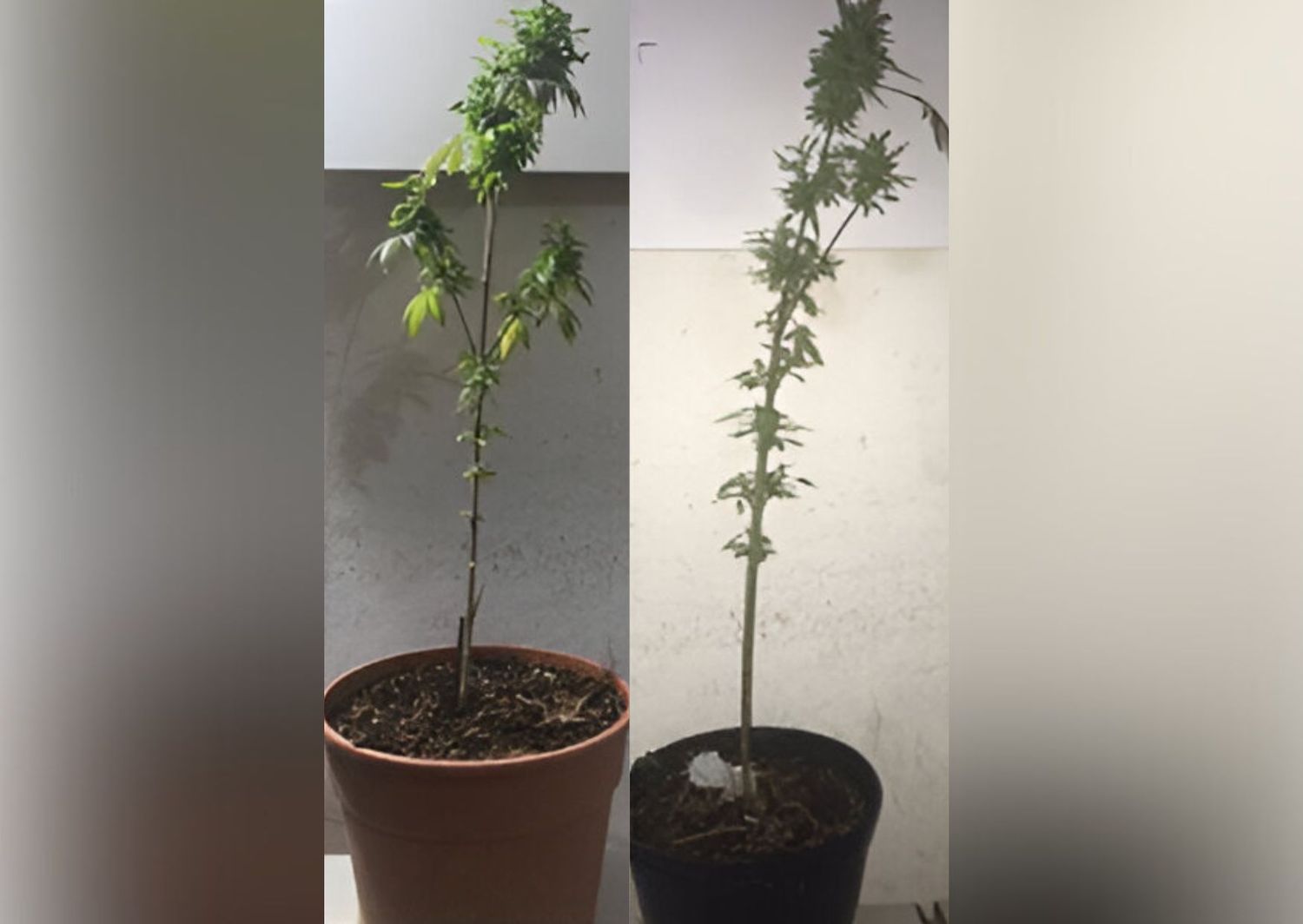Las plantas de marihuana fueron secuestradas por los efectivos.