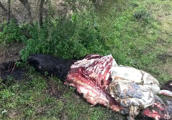 En 10 días le mataron dos animales y está preocupado