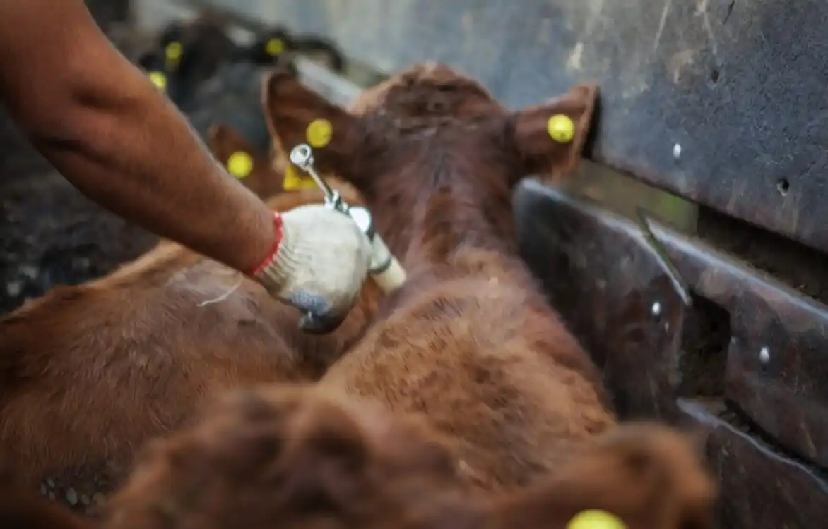 Inician campaña de vacunación contra fiebre aftosa y brucelosis bovina