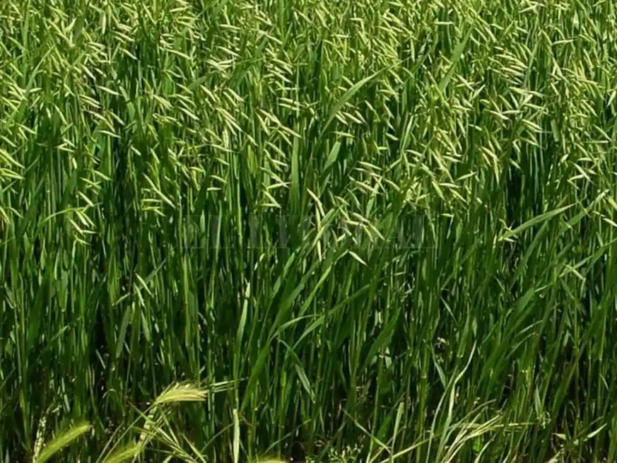 La rotación gana terreno porque mejora la sustentabilidad del sistema, aporta estabilidad productiva y económica, y permite enfrentar mejor el escenario de márgenes ajustados.