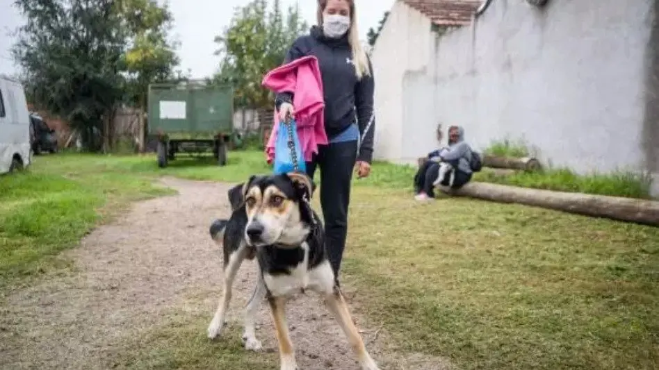 Nuevo cronograma del quirófano móvil y de la vacunación antirrábica para animales