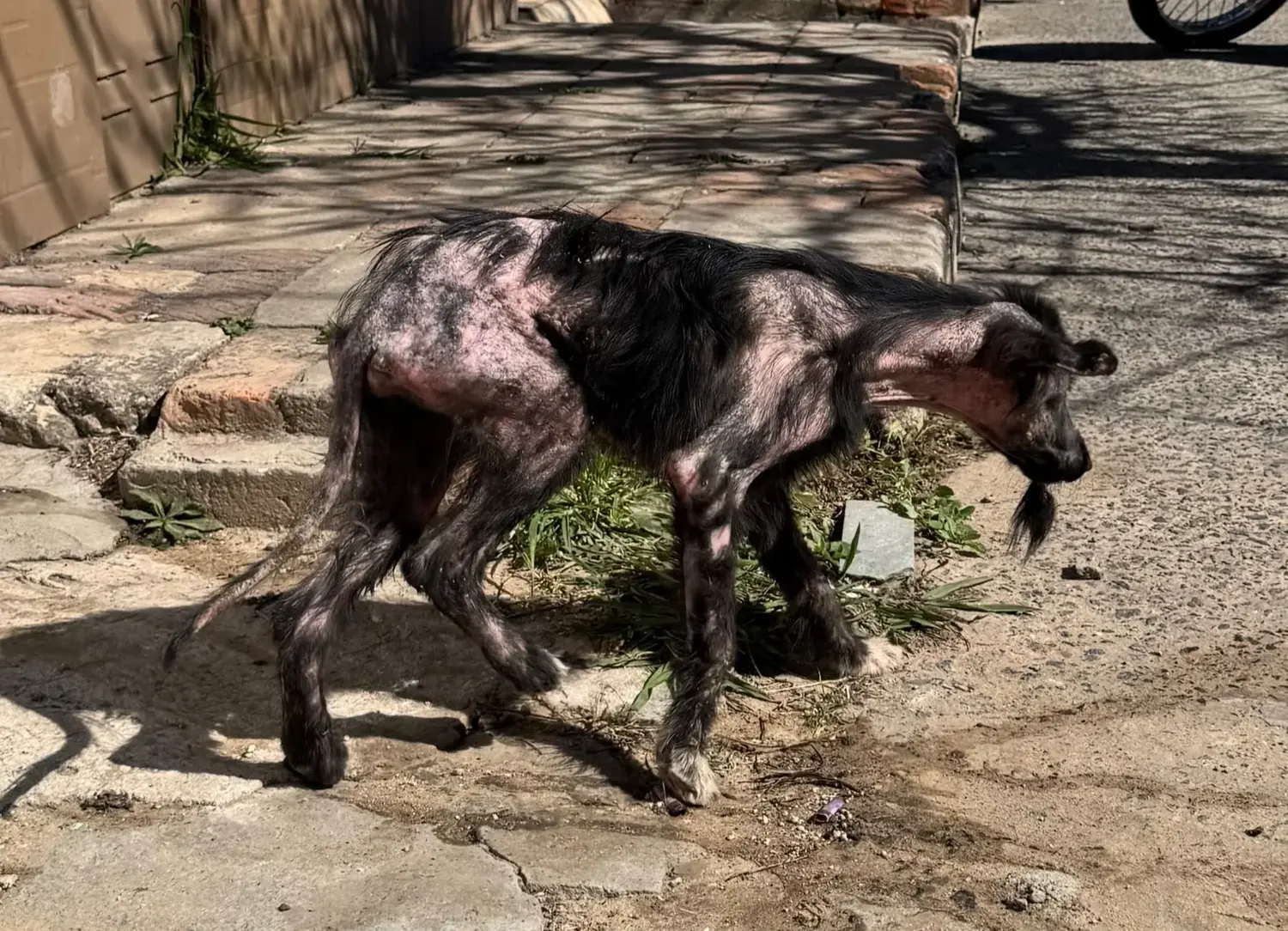 Encontraron a un perrito lastimado en calle Pedro Cabrera