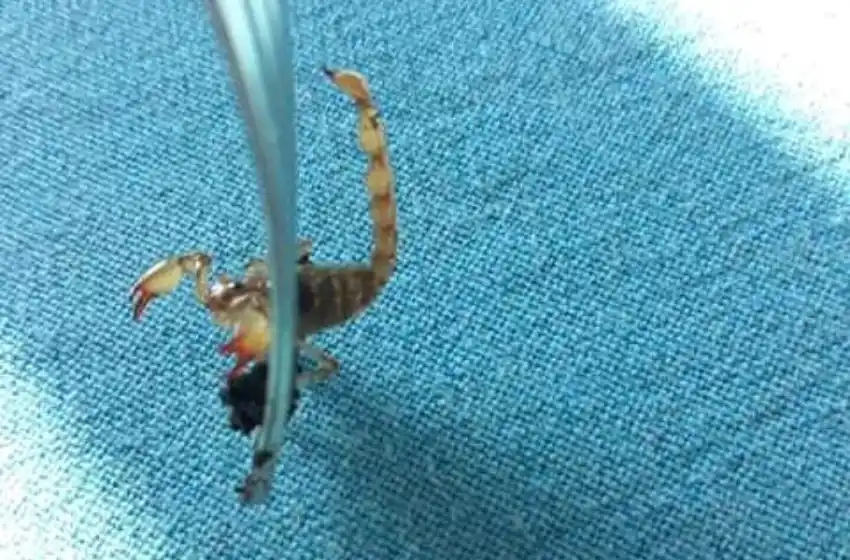 Una nena fue picada por un alacrán en la playa