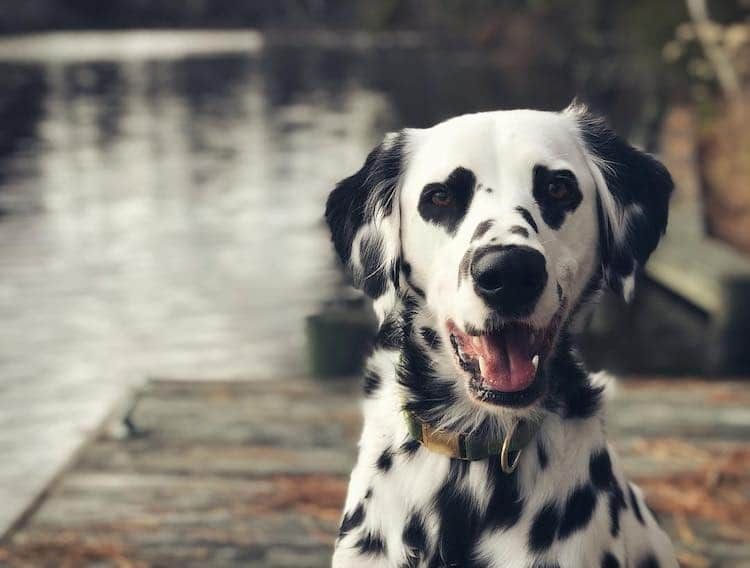Charlie el dálmata con ojos de corazón