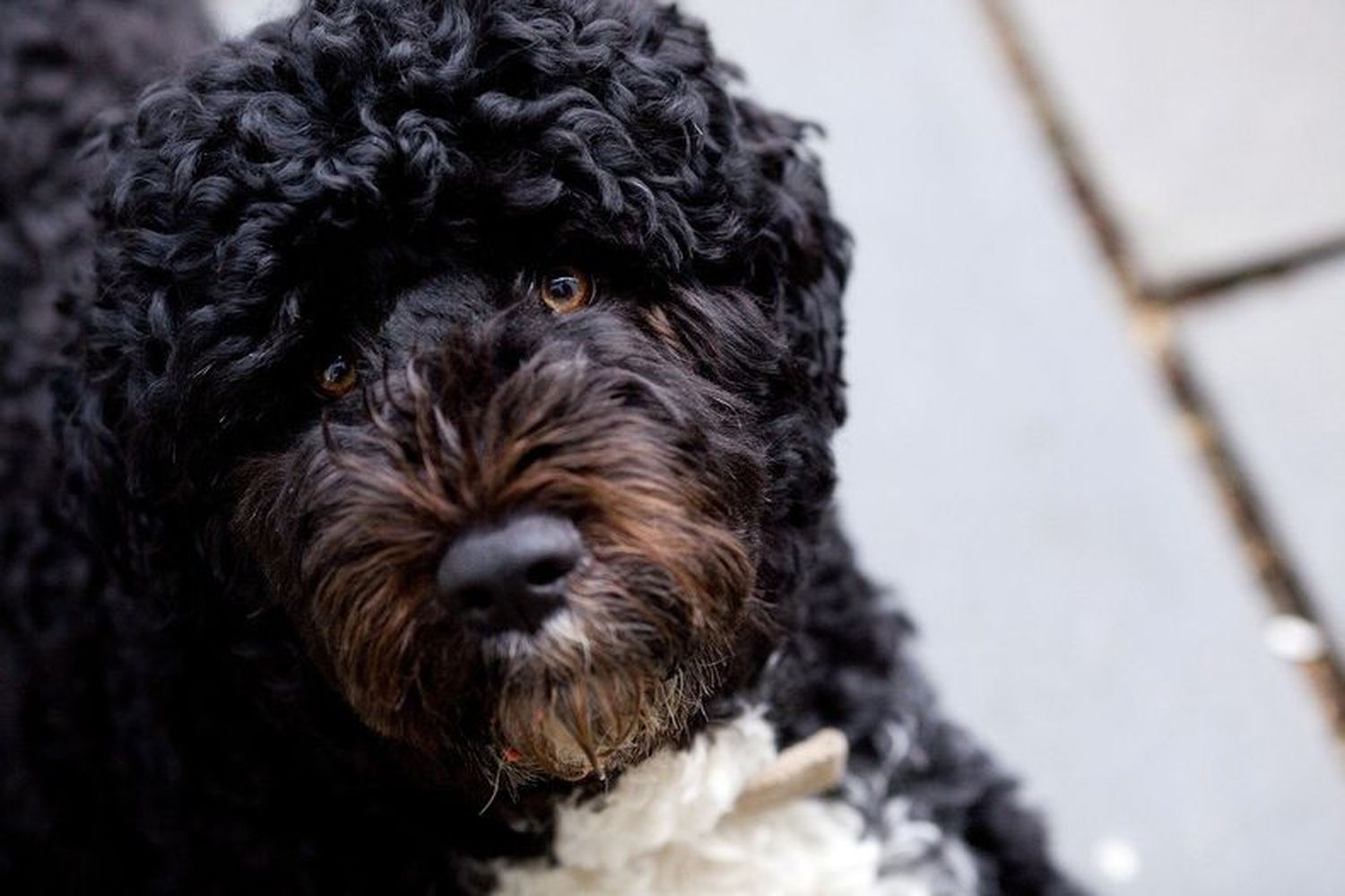 Atropellaron a un perro que vale más de $1 millón y se dieron a la fuga