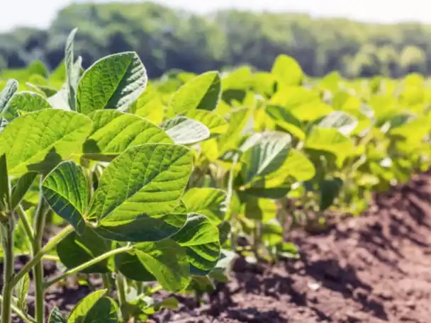 La siembra de soja ya cubre más del 90 % del área proyectada