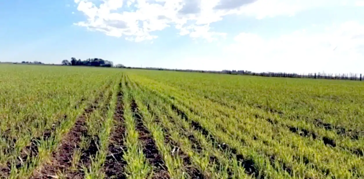 Falta humedad. La escasa lluvia impactó en los cultivos de trigo y cebada y ha retrasado la siembra gruesa