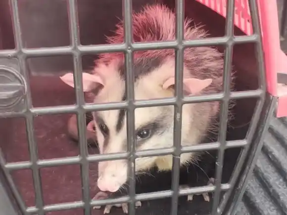 La Municipalidad informó que se registraron 112 rescates de animales en lo que va del año en Rosario