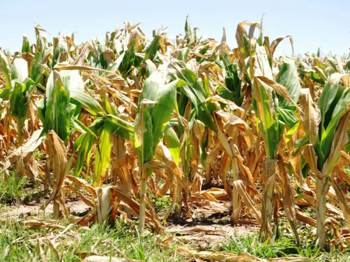 “La Niña” seguirá hasta marzo y pone en jaque las cosechas récords     