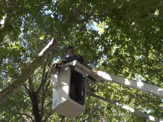 Tareas de podas sobre la calle Richieri
