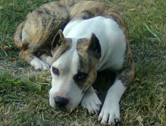 Mar del Plata: un perro atacó salvajemente a un niño de dos años