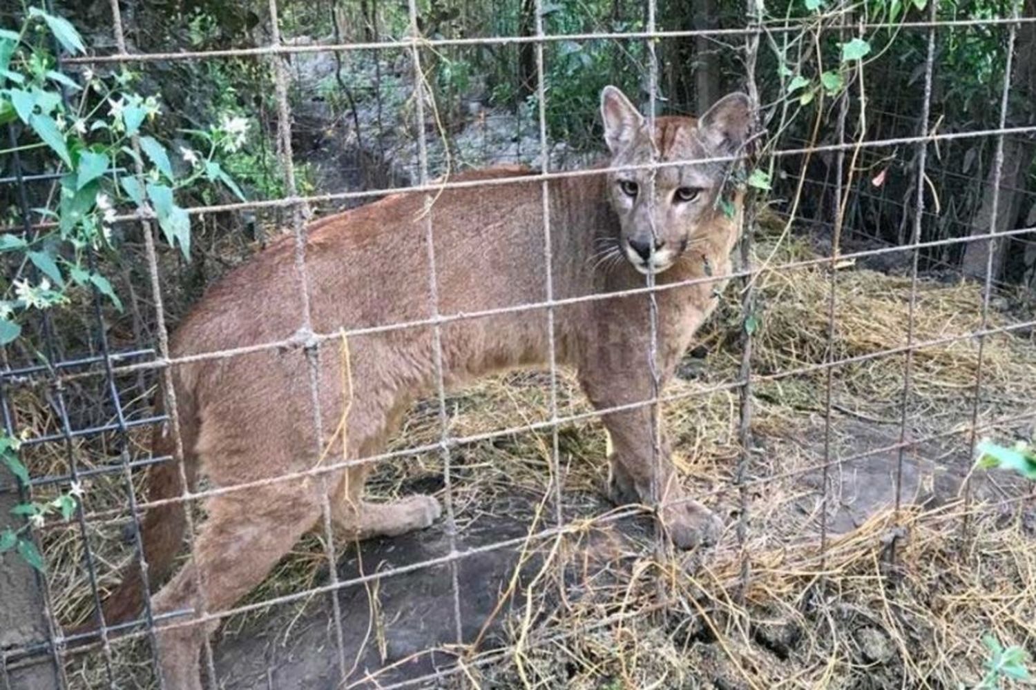 Habló la hija del dueño de la granja ilegal en Desvío Arijón: "Mi padre ama a los animales"