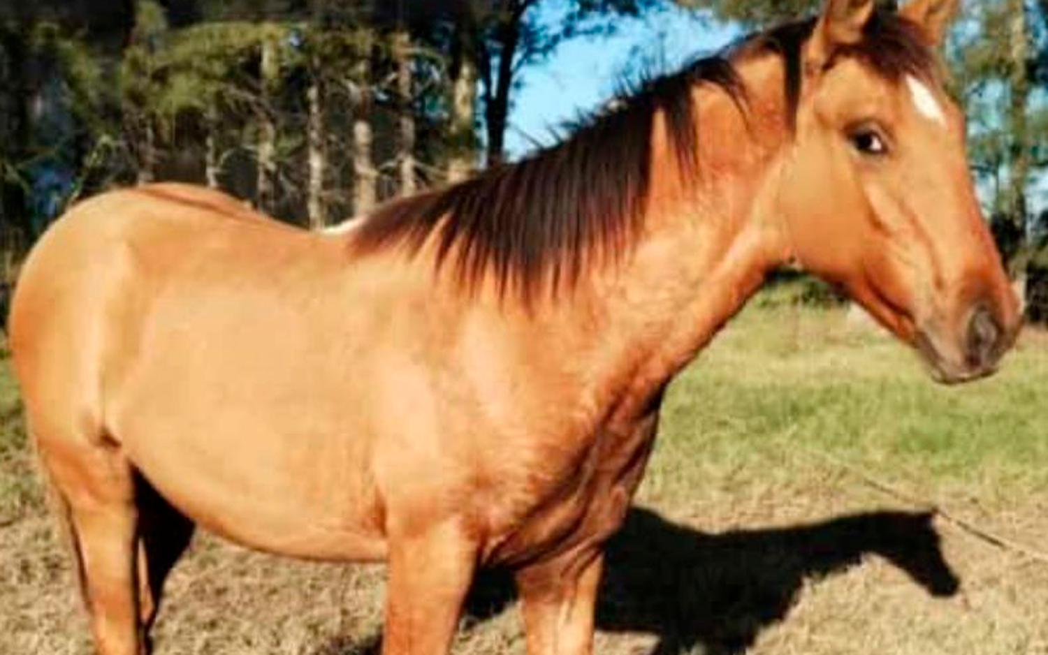 Buscan a esta potranca