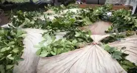Se podrá cosechar yerba en septiembre