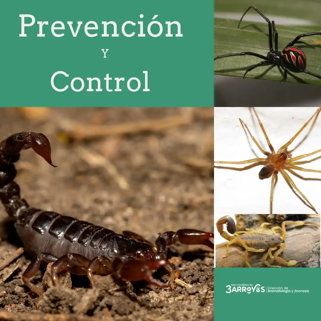 Aparición de escorpiones y arácnidos: Información y recomendaciones