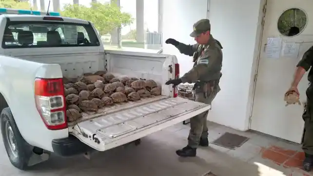 Las tortugas son uno de los animales más traficados junto a los loros habladores.