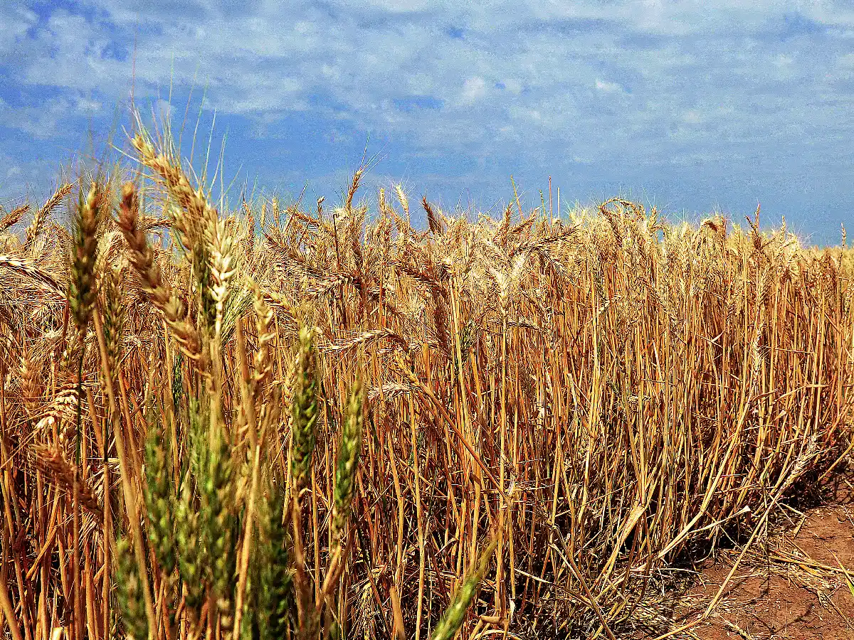 Una herramienta on line ayuda a elegir qué variedad de trigo sembrar 