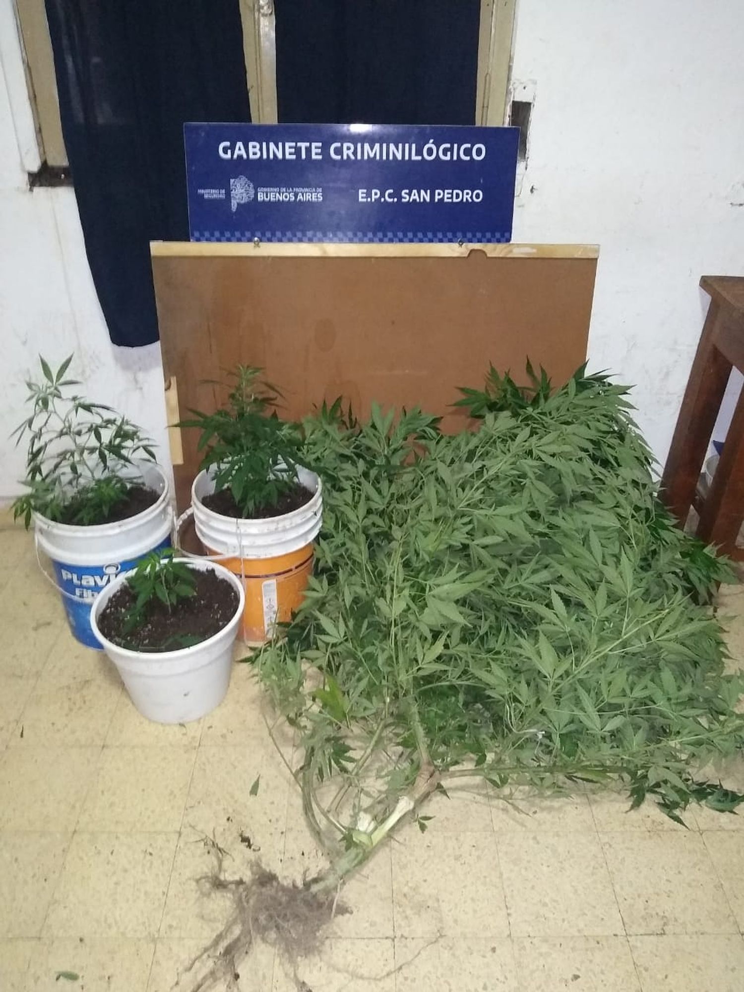 Le allanaron la casa por un hurto pero lo detuvieron porque tenía varias plantas de marihuana