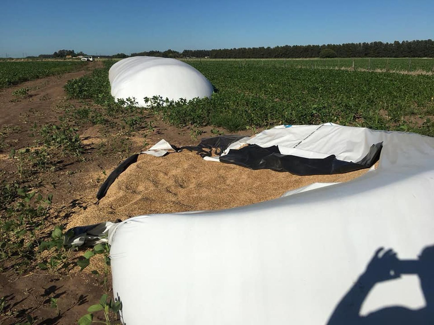 Paraje Tablas: productor advirtió el robo de más de 4 toneladas de avena