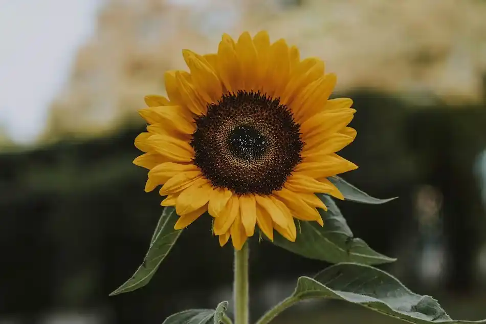 El girasol es el emblema de esta fiesta