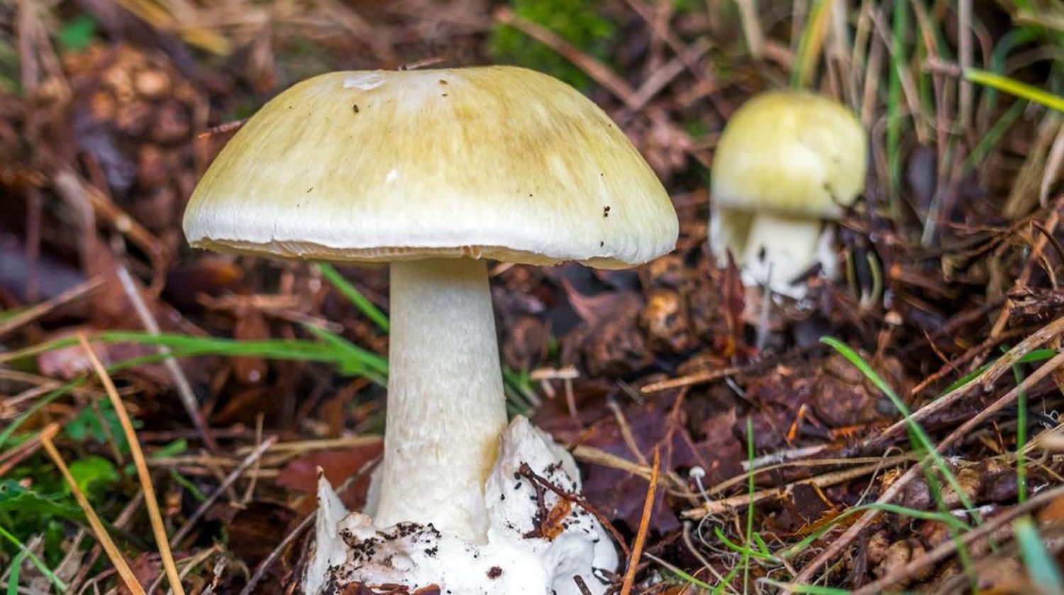 Tras fatal episodio en Córdoba, advierten por la presencia de hongos venenosos en Tandil