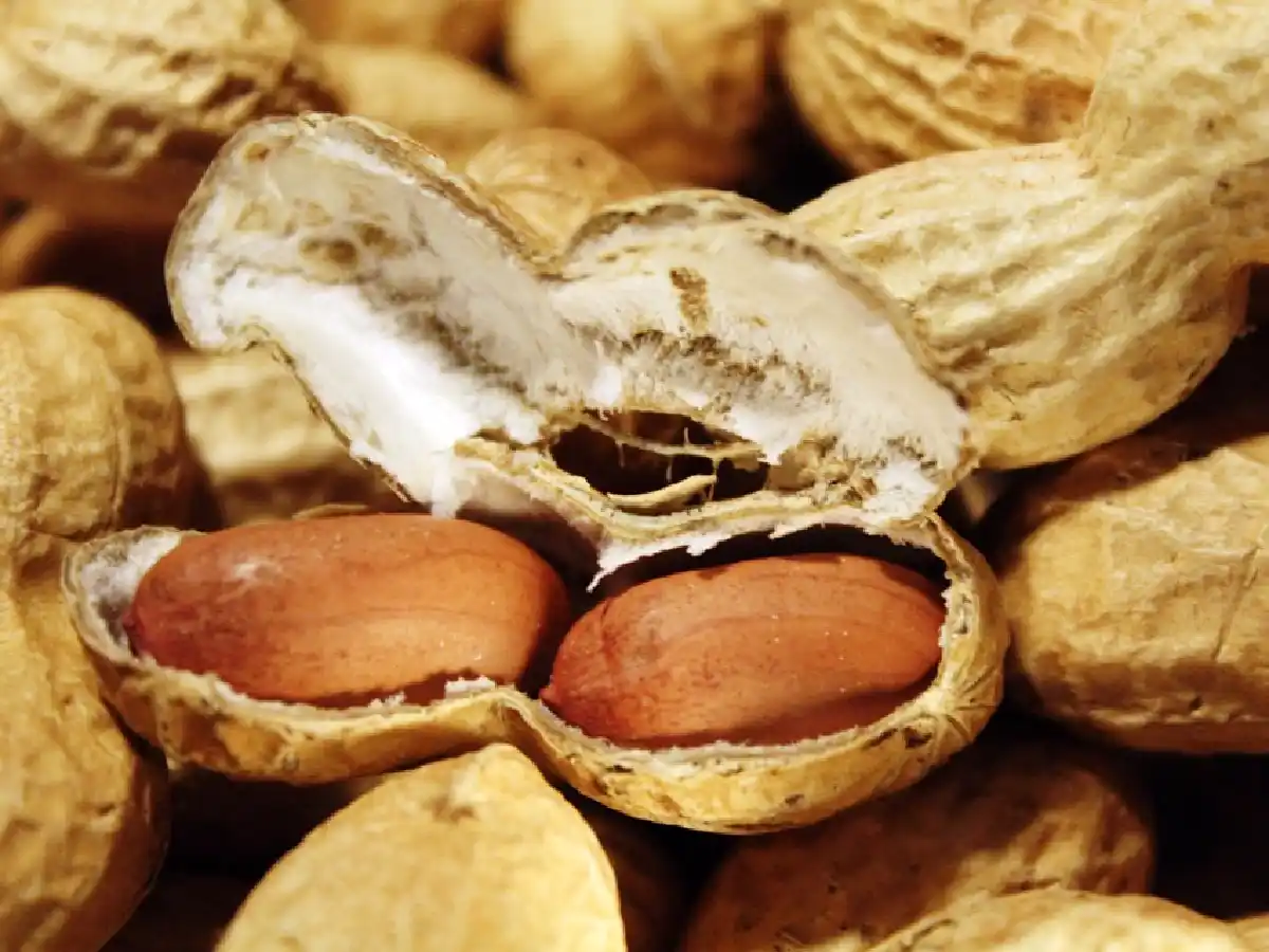 Córdoba produce y exporta más  del 90% del maní argentino         