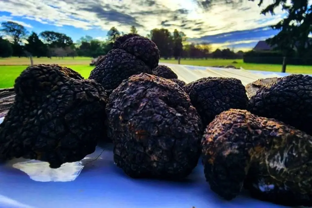 La capital argentina de la trufa se prepara para una fiesta gourmet única en el sudoeste bonaerense
